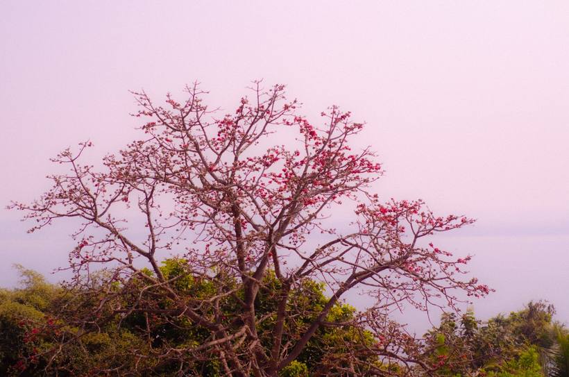 Photograph — Nikon D5100 ・ 50mm ・ f/3.5 ・ 1/3200s ・ ISO100 ・ 2011